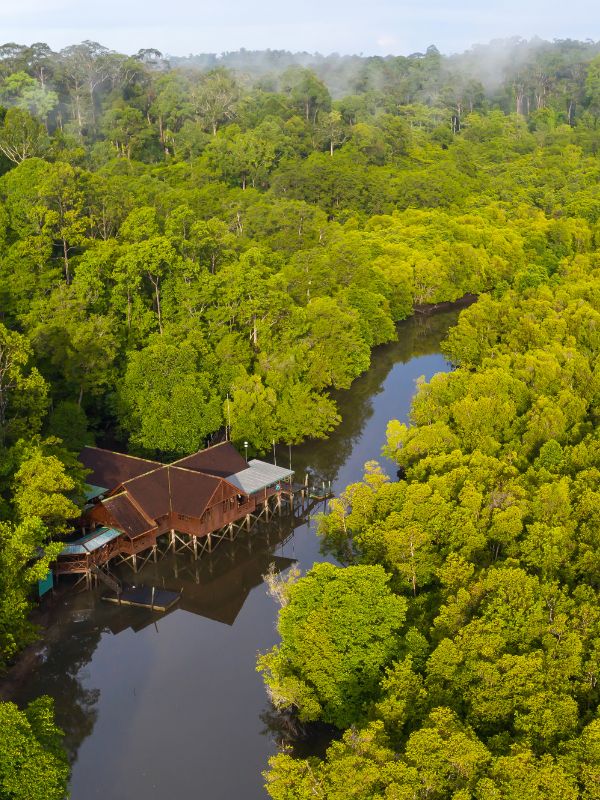 <p>Viaggio in Malesia - Sepilok</p>